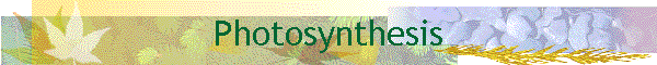 Photosynthesis